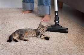 Apartment Carpet Cleaning Service